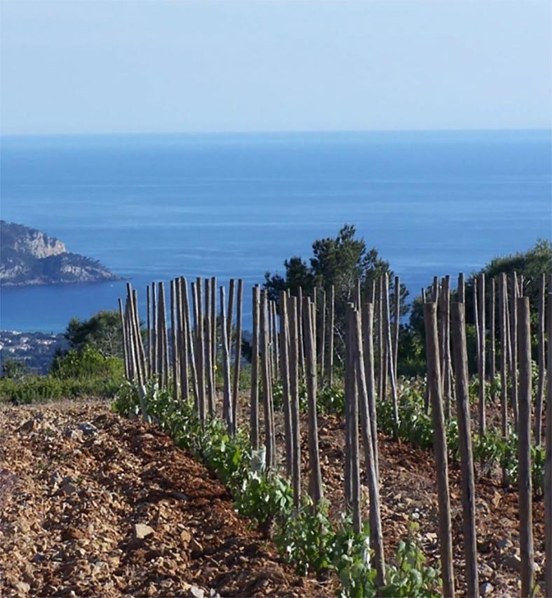 vignes La Bégude