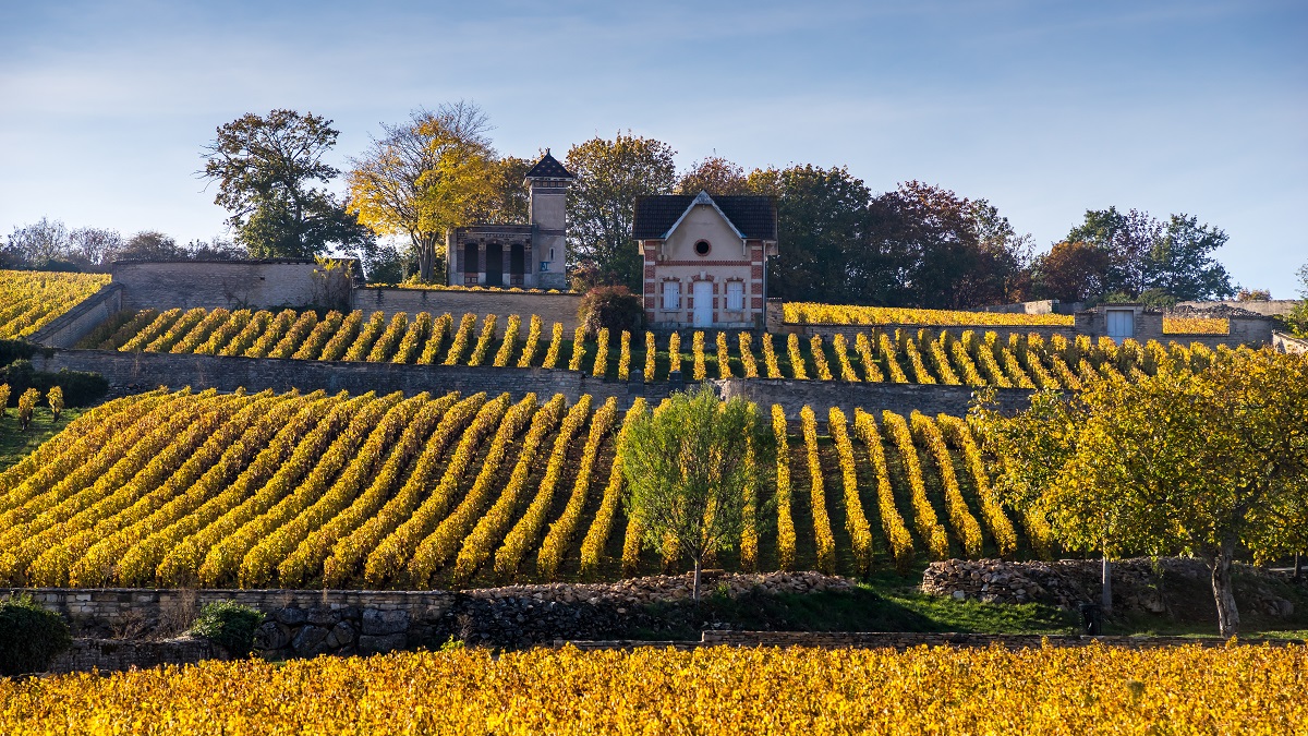 Lire la suite à propos de l’article Bilan des vendanges 2022