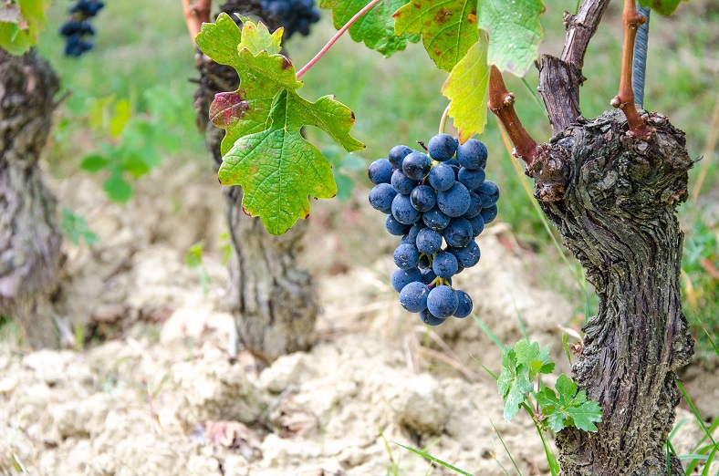 Roberto Voerzio Piémont Italie vignes