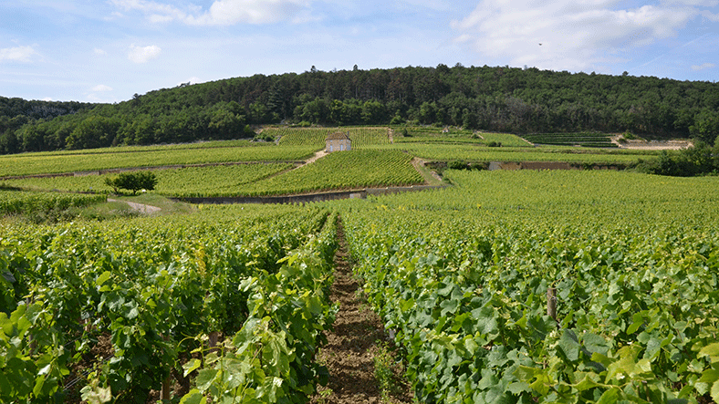 nouveaux visages du negoce bourguignon