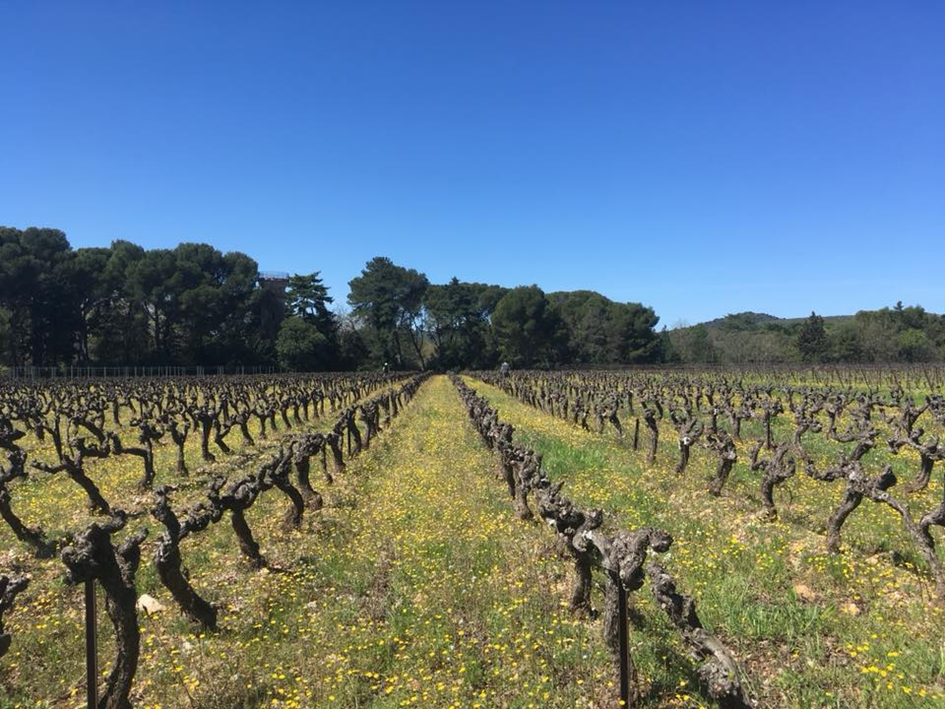 Clos de la Barthassade Languedoc vins iDealwine vignes