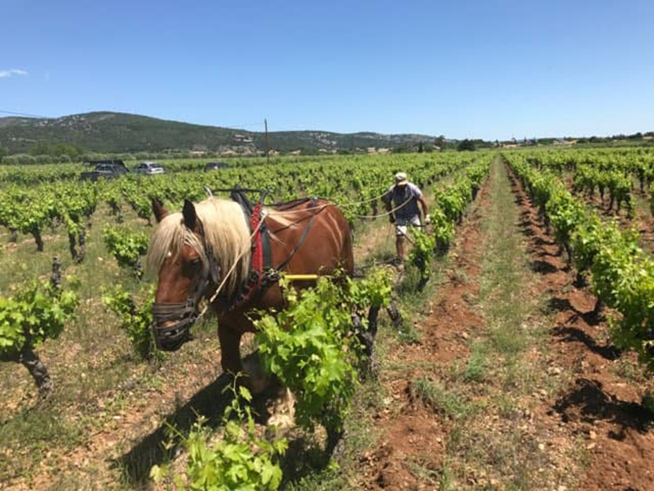 Clos de la Barthassade Languedoc vins iDealwine cheval de trait