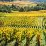Les nouveaux visages du négoce bourguignon
