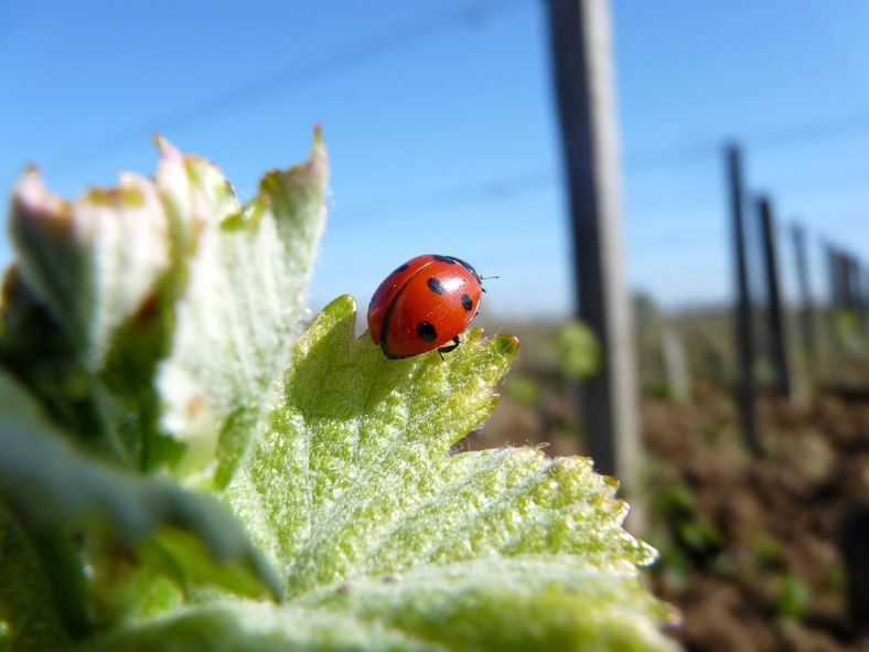 Rossignol-Trapet coccinelle 