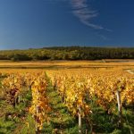 Domaine Rossignol-Trapet à Gevrey : toute la délicatesse du pinot noir