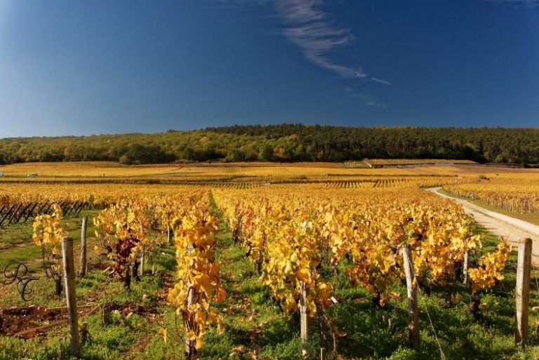 Lire la suite à propos de l’article Domaine Rossignol-Trapet à Gevrey : toute la délicatesse du pinot noir