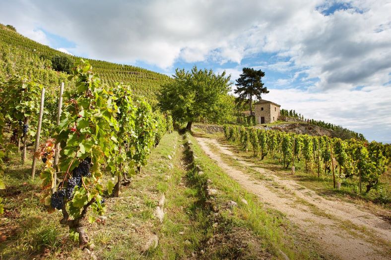 Maison Delas Vallée du Rhône iDealwine vin