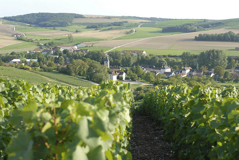 Champagne Drappier maison familial Champagne Aube vignes Côte des Bar