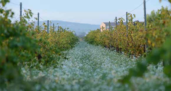 domaine de la Janasse Châteauneuf-du-pape