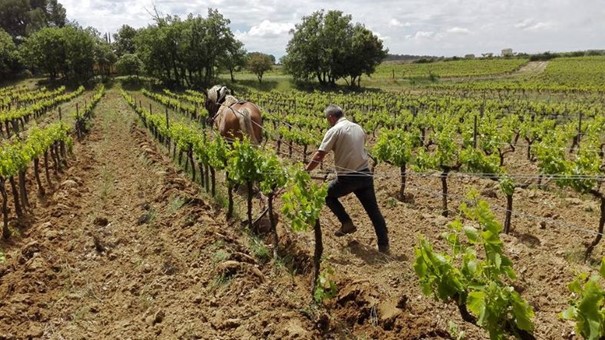 Laura Aillaud travail a cheval iDealwine