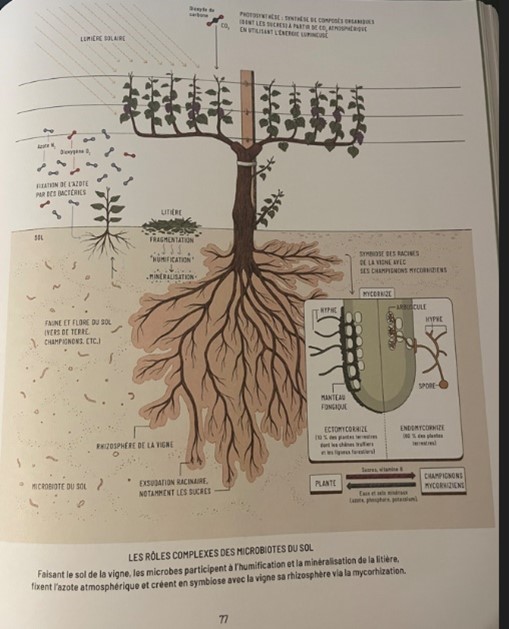 Parution iDealwine Mille vignes, l’indispensable encyclopédie de Pascaline Lepeltier 2