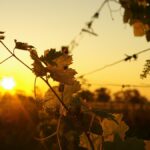 Enquête | Dérèglements climatiques : quel impact sur le comportement des amateurs de vin ?