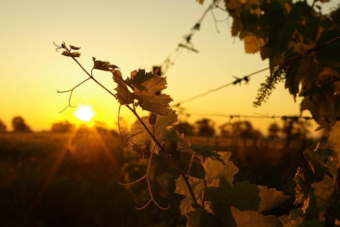 Dérèglements climatiques impact sur le vin