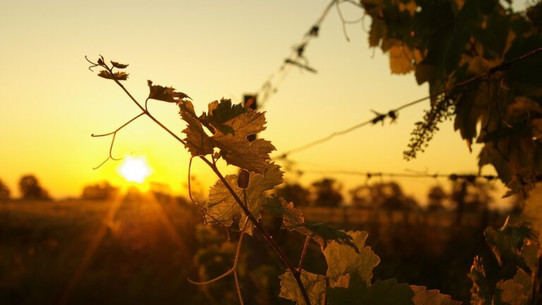 Lire la suite à propos de l’article Enquête | Dérèglements climatiques : quel impact sur le comportement des amateurs de vin ?