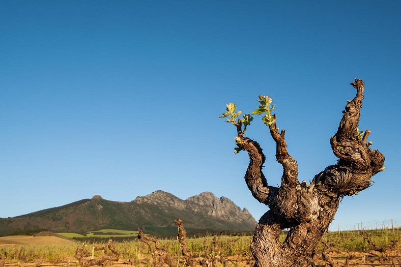 Kanonkop afrique du sud vignes