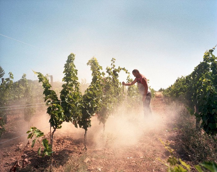 travail à la vigne Arianna Occhipinti 