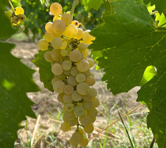 vignes Arianna Occhipinti 