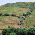 La Rectorie, entre terre et mer, le renouveau du Roussillon