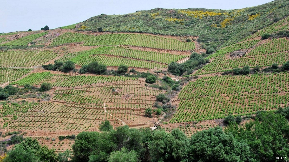 Lire la suite à propos de l’article La Rectorie, entre terre et mer, le renouveau du Roussillon