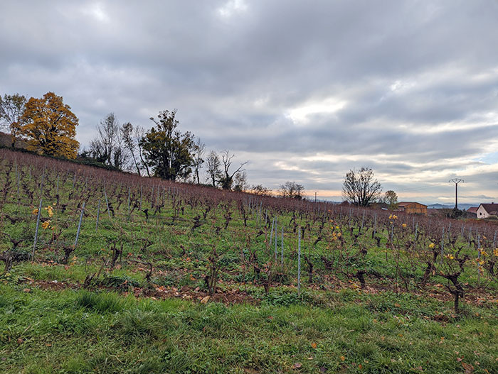 Visite Jura vignoble iDealwine Domaine du Pélican