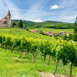 Le guide des grands vins d’Alsace