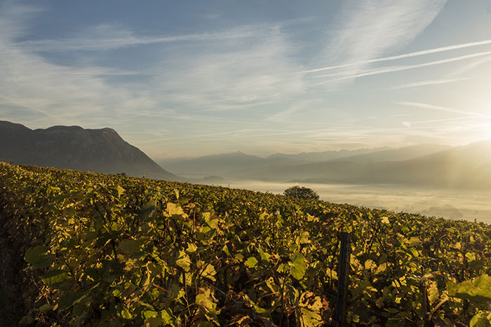 liste des vins de savoie