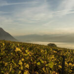 Le guide des grands vins de Savoie