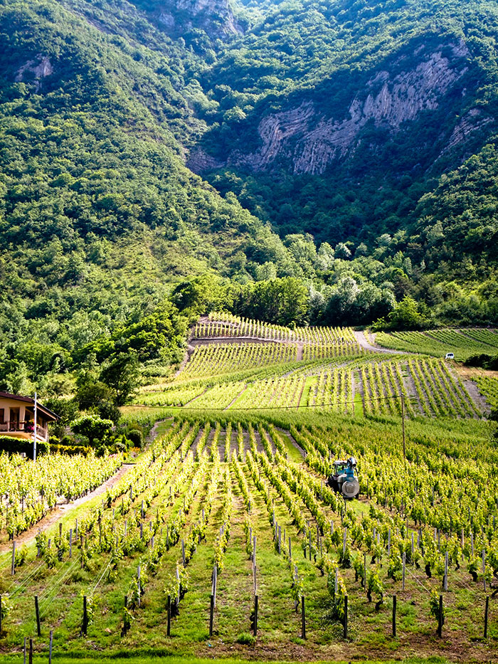 meilleurs vins de savoie