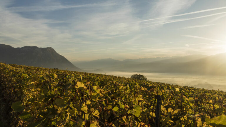 Lire la suite à propos de l’article Le guide des grands vins de Savoie