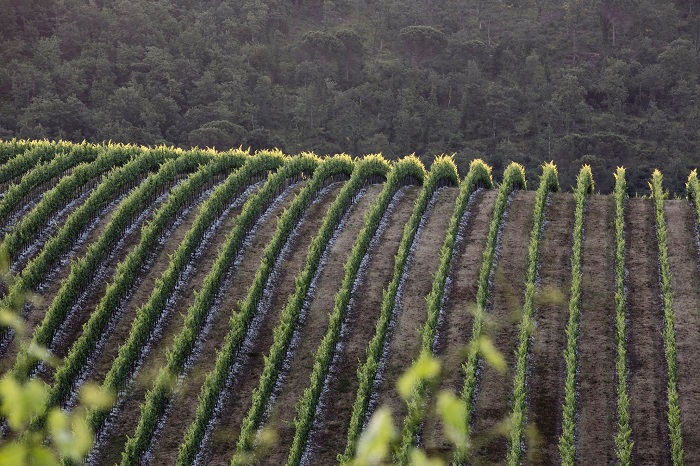 Tenuta Tignanello 