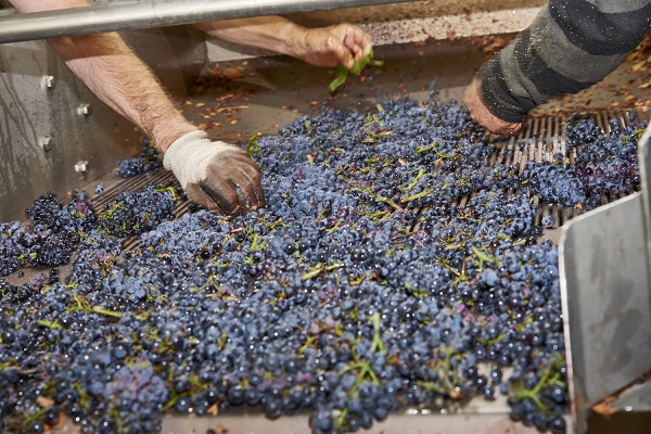 Domaine du Couvent Gevrey-Chambertin 2