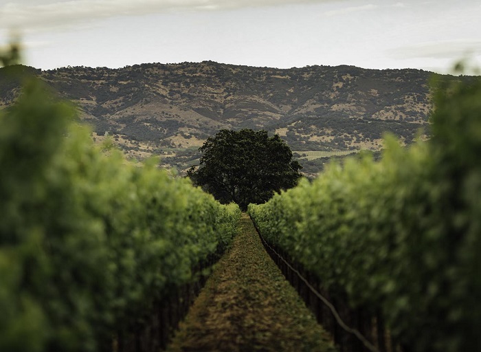 Joseph Phelps californie vignes