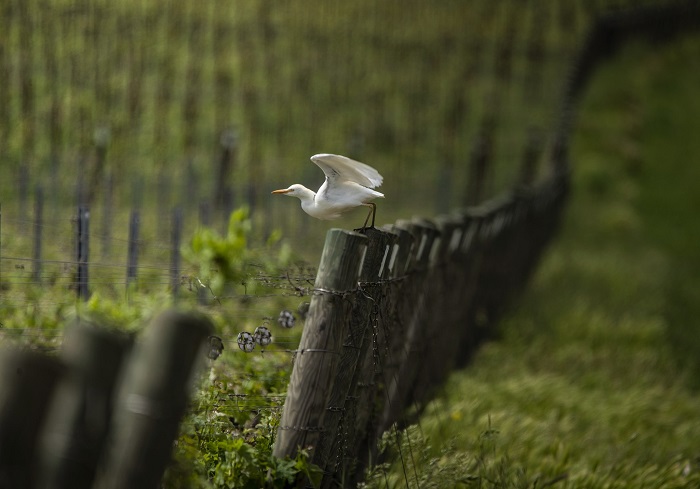 Antinori vignoble