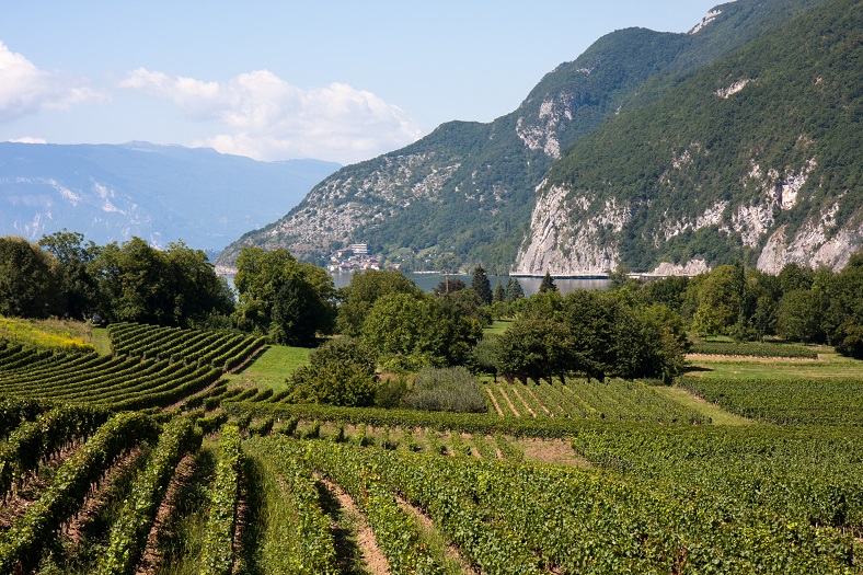 savoie vins