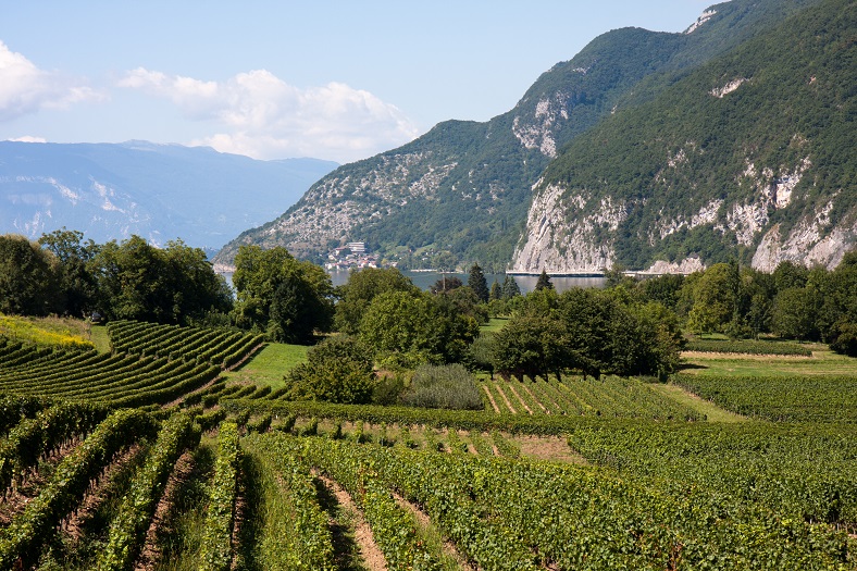 savoie vins