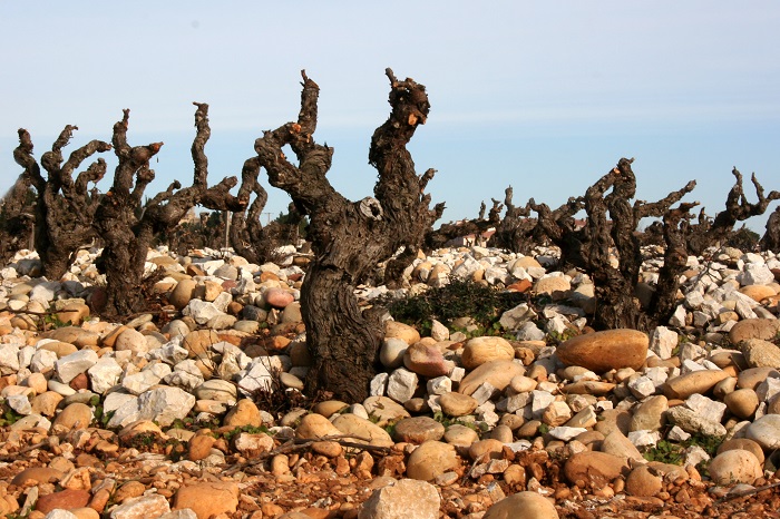 Châteauneuf-du-Pape vignes iDealwine