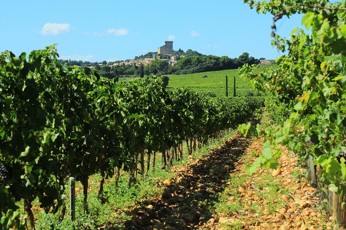 Chateauneuf du pape vigne iDealwine