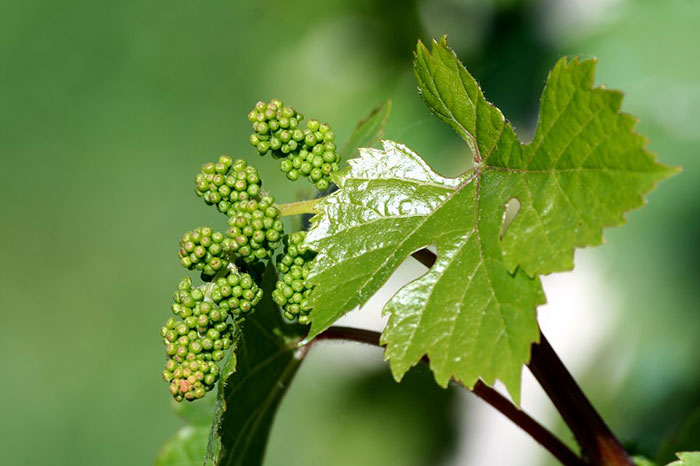 raisin pour fabriquer du vin