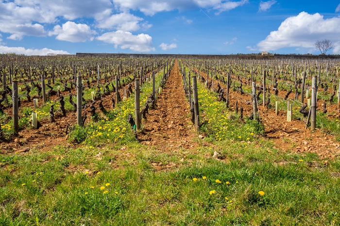 Viticulture durable : faut-il enherber ou travailler ses sols ? iDealwine vignes