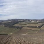 Viticulture durable : faut-il enherber ou travailler ses sols ?