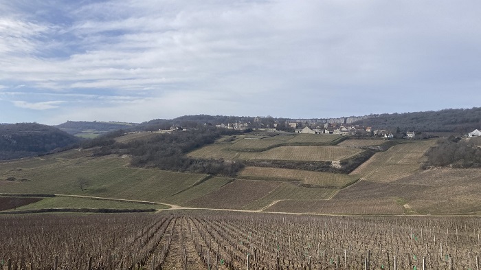 Viticulture durable : faut-il enherber ou travailler ses sols ? iDealwine