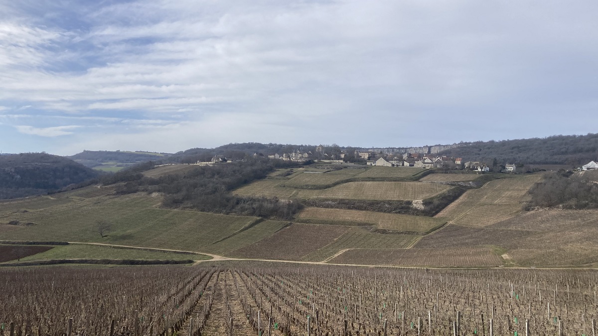 Lire la suite à propos de l’article Viticulture durable : faut-il enherber ou travailler ses sols ?