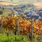 <strong>Domaine Goisot : « le vin se vinifie dans la vigne et non en cave »</strong>