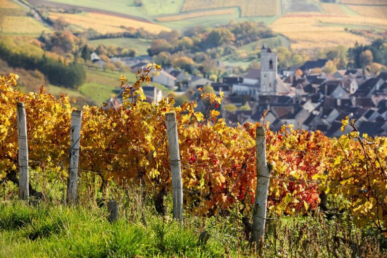 Lire la suite à propos de l’article <strong>Domaine Goisot : « le vin se vinifie dans la vigne et non en cave »</strong>