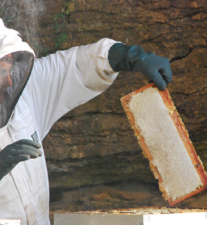 Moutons, vaches, cochons… quelle utilité dans la vigne ? apiculture