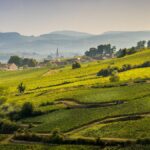 Escapade en Bourgogne : visite des domaines Hubert Lamy, Comte Armand, Henri et Gilles Buisson