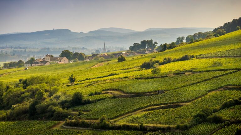 Lire la suite à propos de l’article Escapade en Bourgogne : visite des domaines Hubert Lamy, Comte Armand, Henri et Gilles Buisson