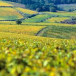 Jean Dauvissat : l’étoile montante chablisienne