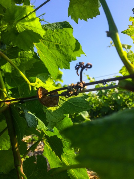 Chablis Jean Dauvissat vigne 2