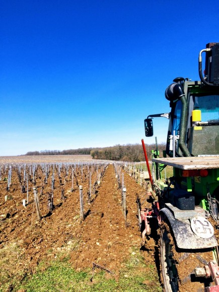 Chablis Jean Dauvissat vigne